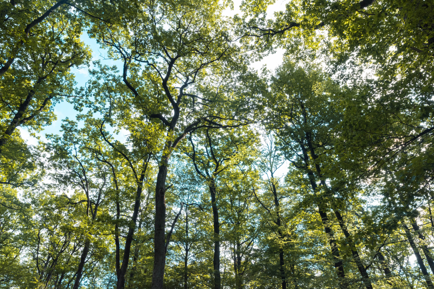 La Boucle du bois clair Circuit n°19 Angles-sur-l’Anglin Nouvelle-Aquitaine La Boucle du bois clair Circuit n°19 Angles-sur-l'Anglin Nouvelle-Aquitaine