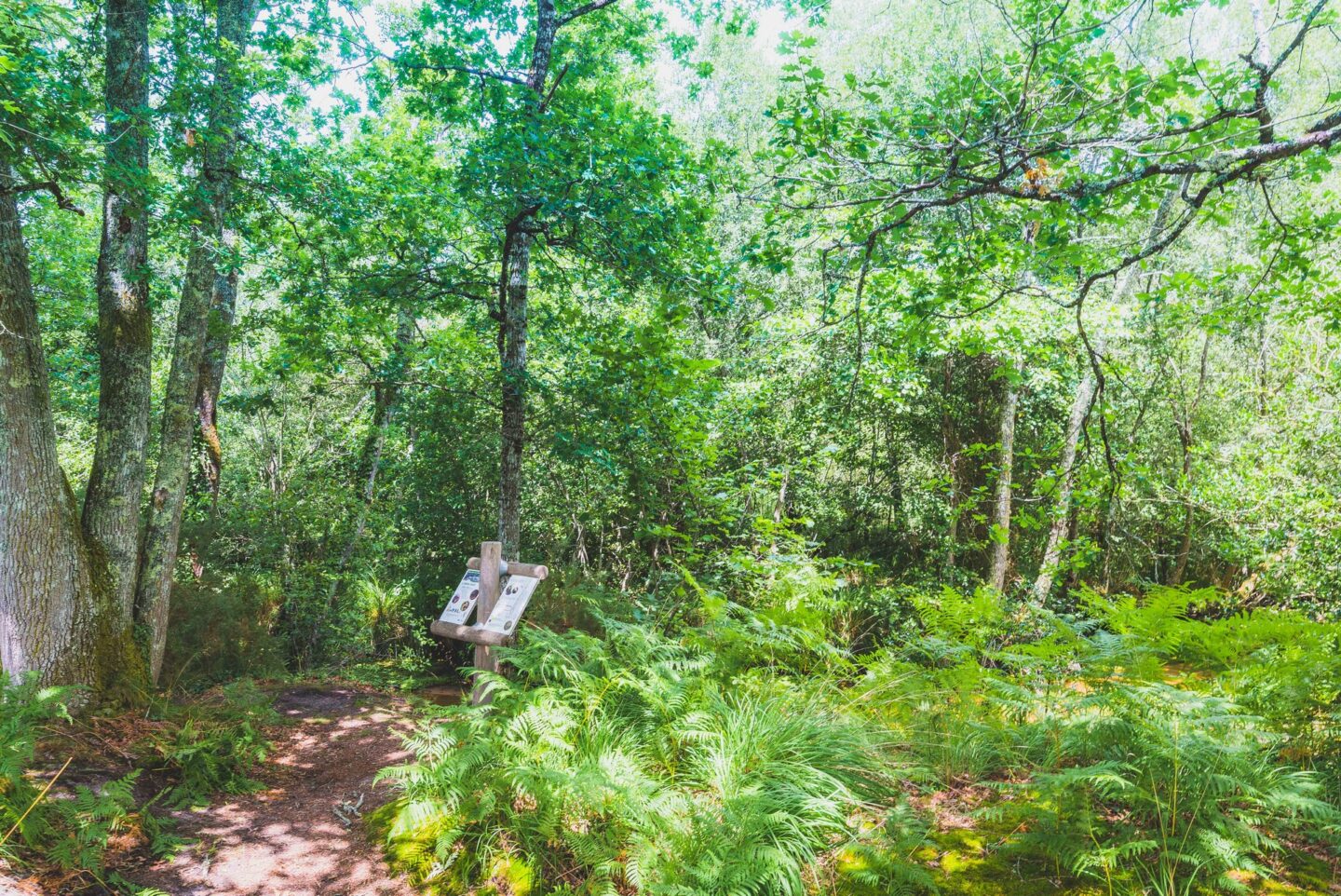 Balade autour de l'Arboretum d'Ychoux Ychoux Nouvelle-Aquitaine