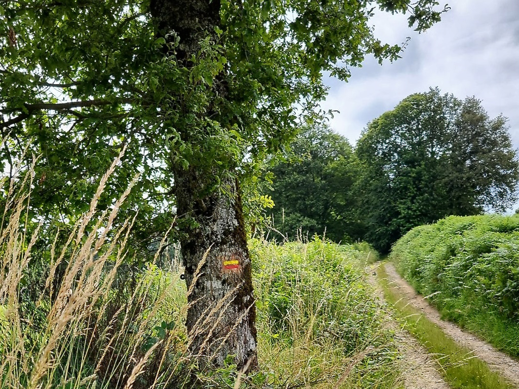 GRP®Monts et Barrages en Limousin Boucle Entre Combade et Briance Châteauneuf-la-Forêt Nouvelle-Aquitaine