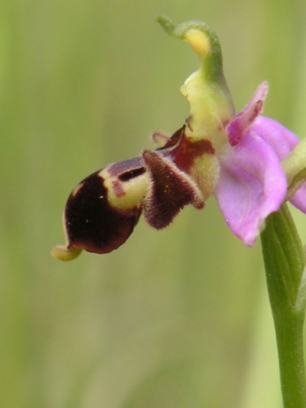 Boucle des orchidées Brouchaud Nouvelle-Aquitaine