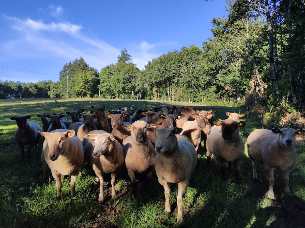 GRP® Monts et Barrages en Limousin Etape 5 De Nedde à Eymoutiers Nedde Nouvelle-Aquitaine