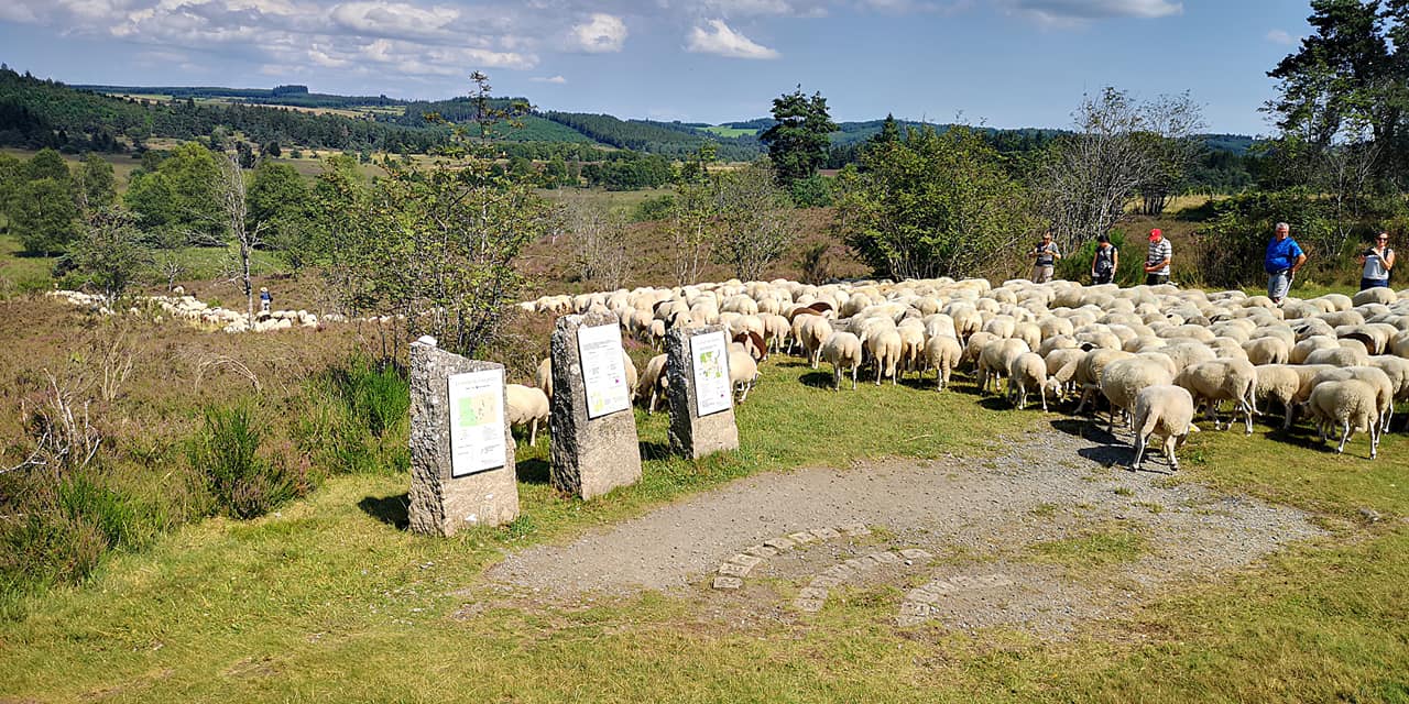 Tourbière du Longeyroux sentier d'interprétation des Linaigrettes 1 km Saint-Merd-les-Oussines Nouvelle-Aquitaine