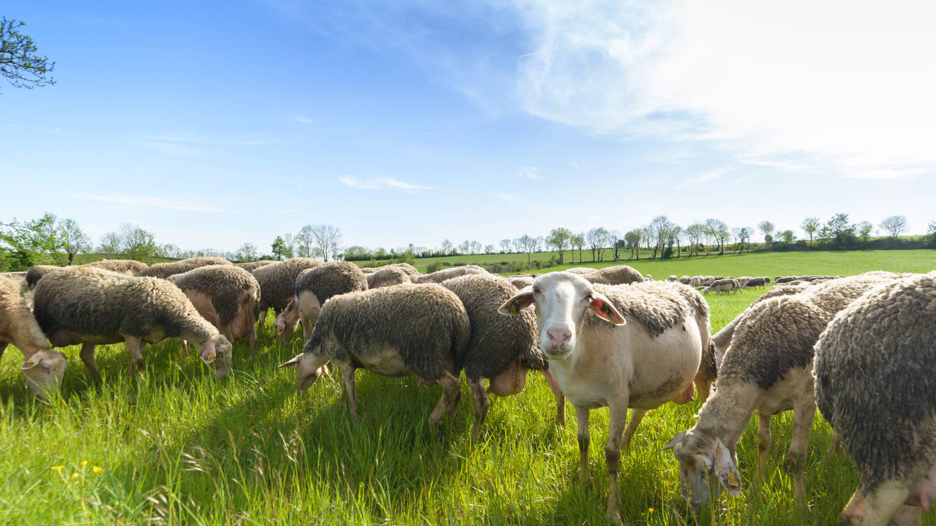 MAS-SAINT-CHELY ET LES CAUSSES Mas-Saint-Chély Occitanie