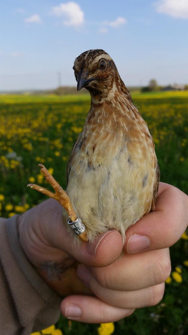 Sur les Chemins du Périgord A l'affut de la faune sauvage de Verteillac Verteillac Nouvelle-Aquitaine