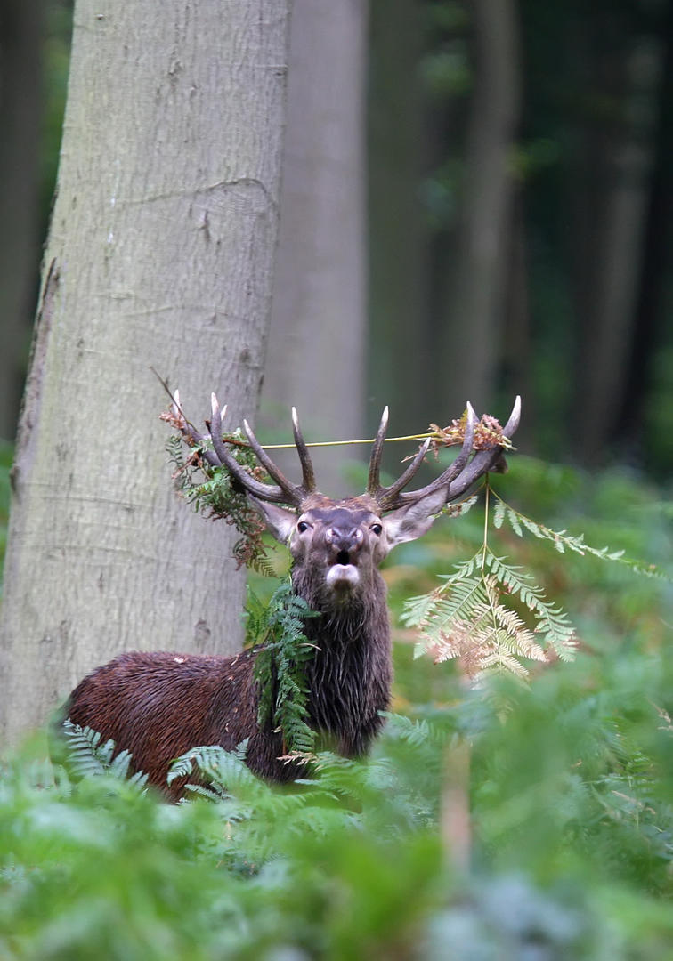 La boucle de bois nègre à Ajat Ajat Nouvelle-Aquitaine