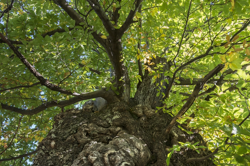 Le Martinet Saint-Étienne-Vallée-Française Occitanie
