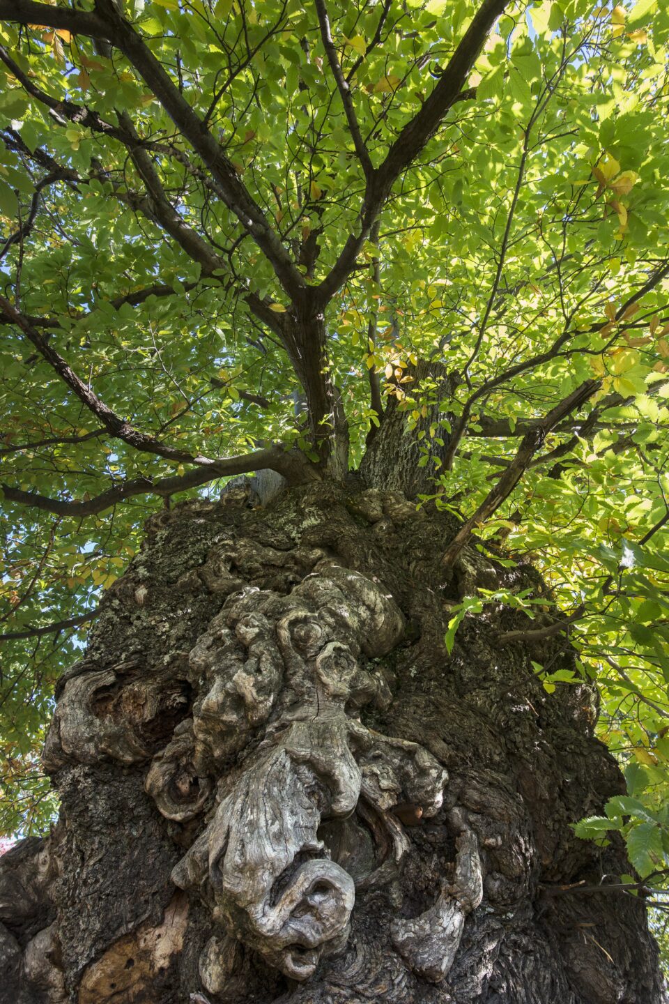 SENTIER DU MARTINET Saint-Étienne-Vallée-Française Occitanie