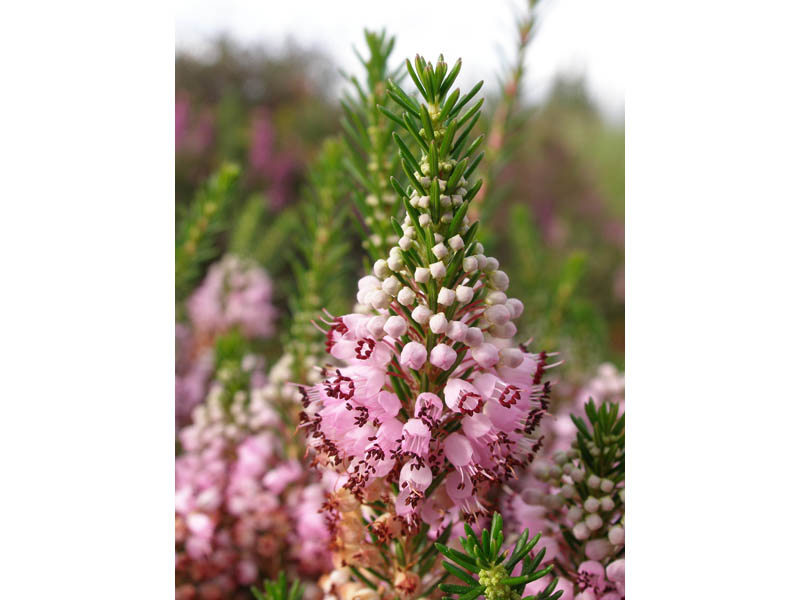 Sentier de la forêt de Fayat Château-Chervix Nouvelle-Aquitaine