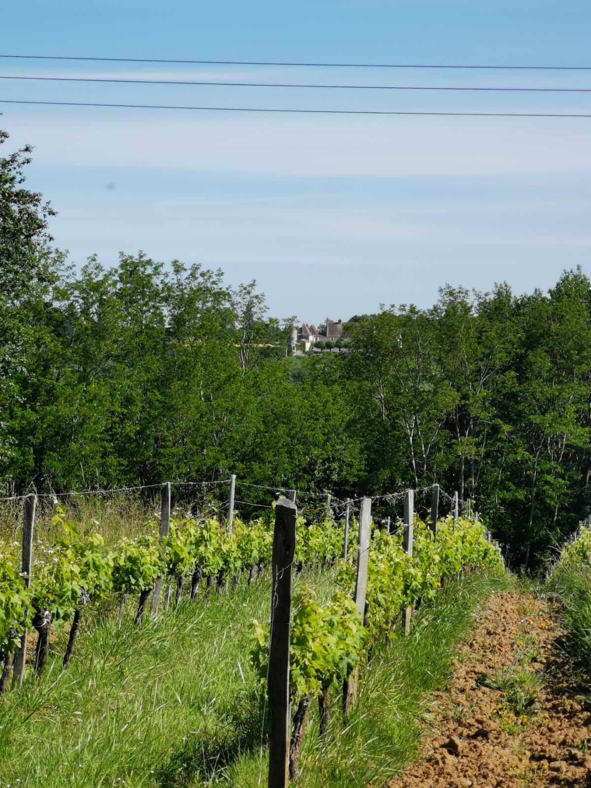 Boucle des coteaux de Castillon-la-Bataille Castillon-la-Bataille Nouvelle-Aquitaine