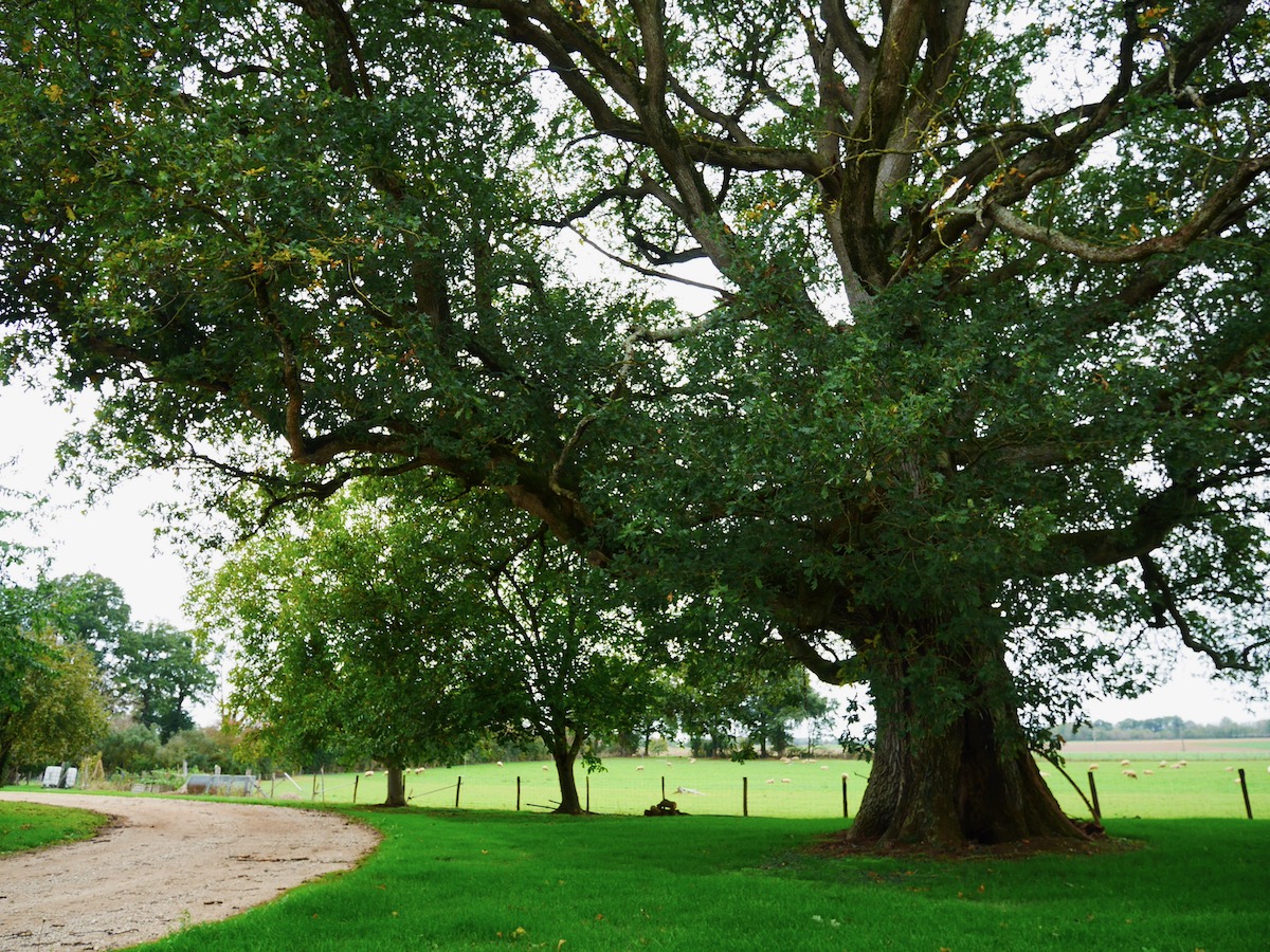Entre Brandes et Bornais La Chapelle-Bâton Nouvelle-Aquitaine