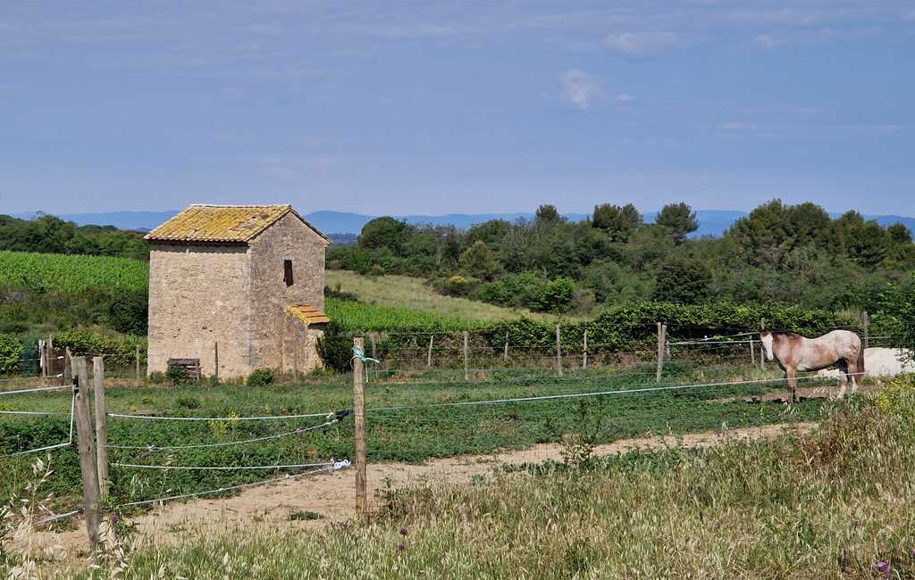 RANDONNEE AUTOUR DU VIGNOBLE Tourbes Occitanie