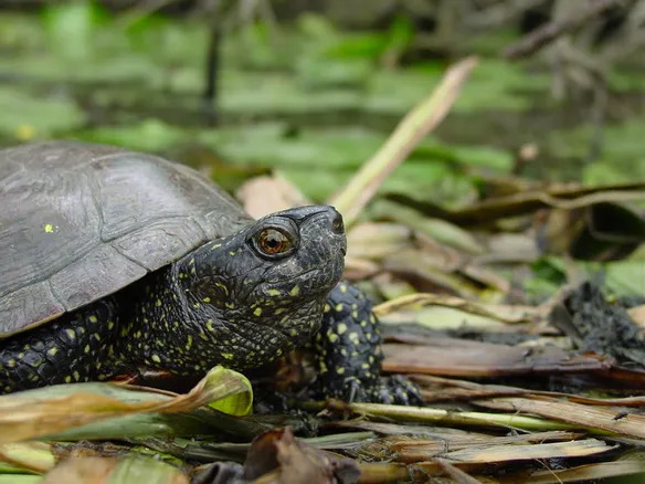 Le héron et la tortue Saint-Martin-le-Mault Nouvelle-Aquitaine