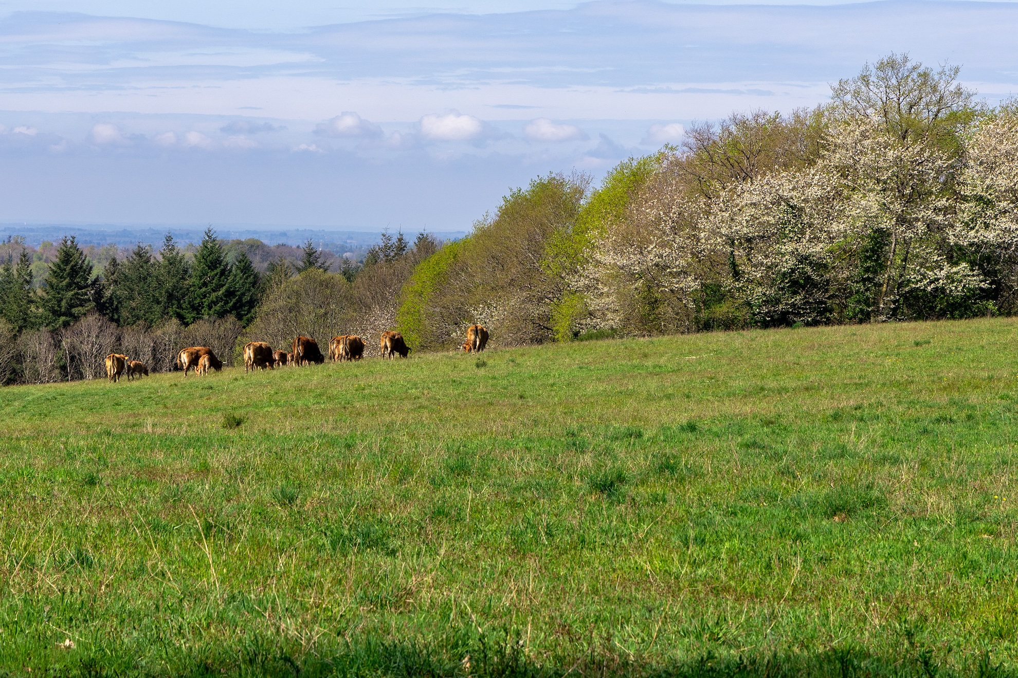 Boucle des chemins creux Compreignac Nouvelle-Aquitaine