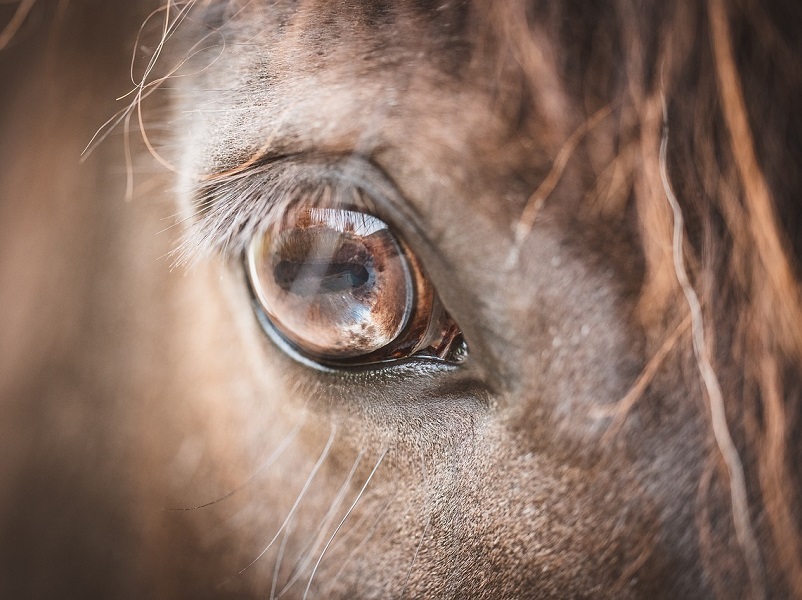 Conférence sur les traces des Percherons au Canada