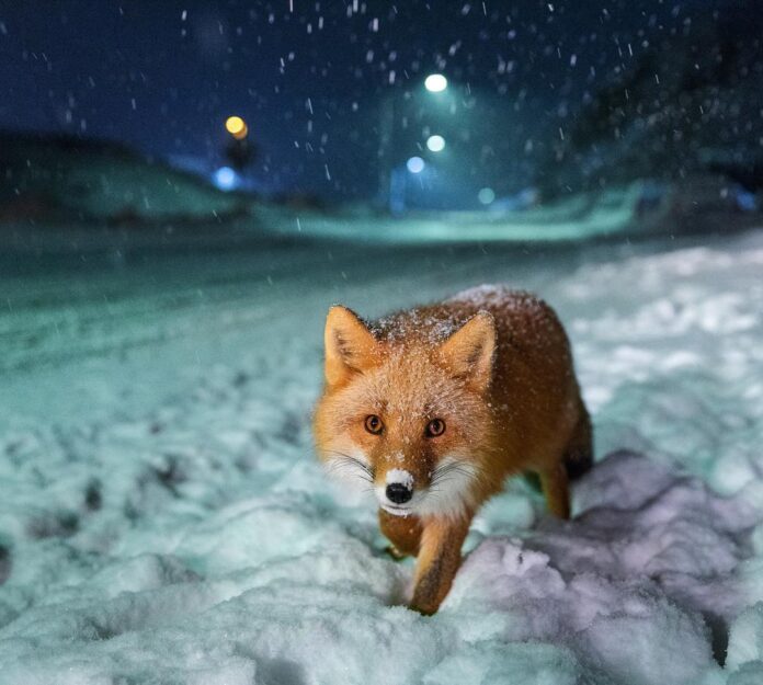 Corey Arnold (6) Corey Arnold