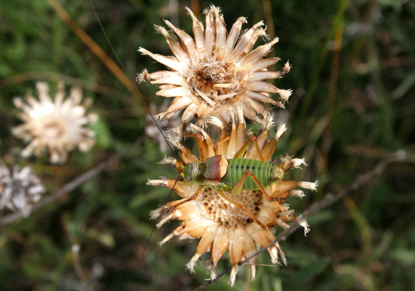 La Tieule La Tieule Occitanie