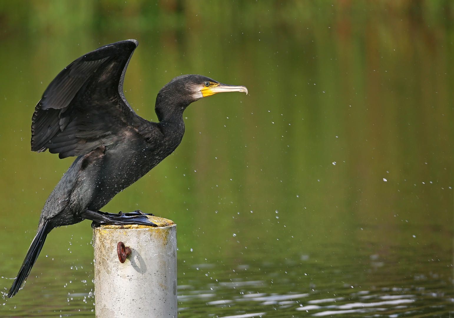 A l'affût de la faune sauvage au Grand Etang de la Jemaye La Jemaye-Ponteyraud Nouvelle-Aquitaine