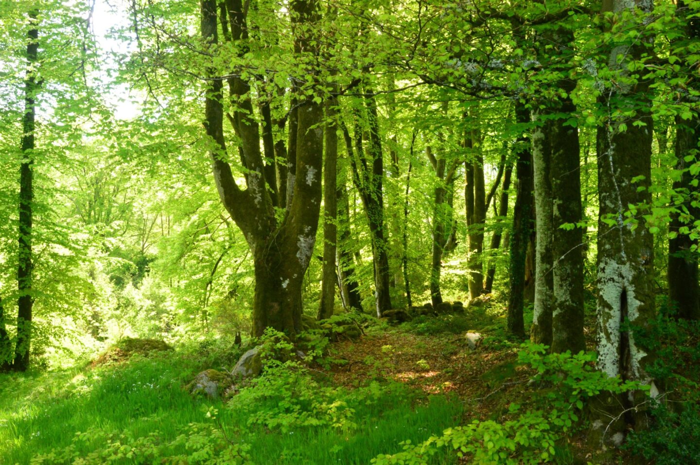 Circuit Pédestre N°29 CC "Promenons-nous dans les bois de Lépinas" Lépinas Nouvelle-Aquitaine