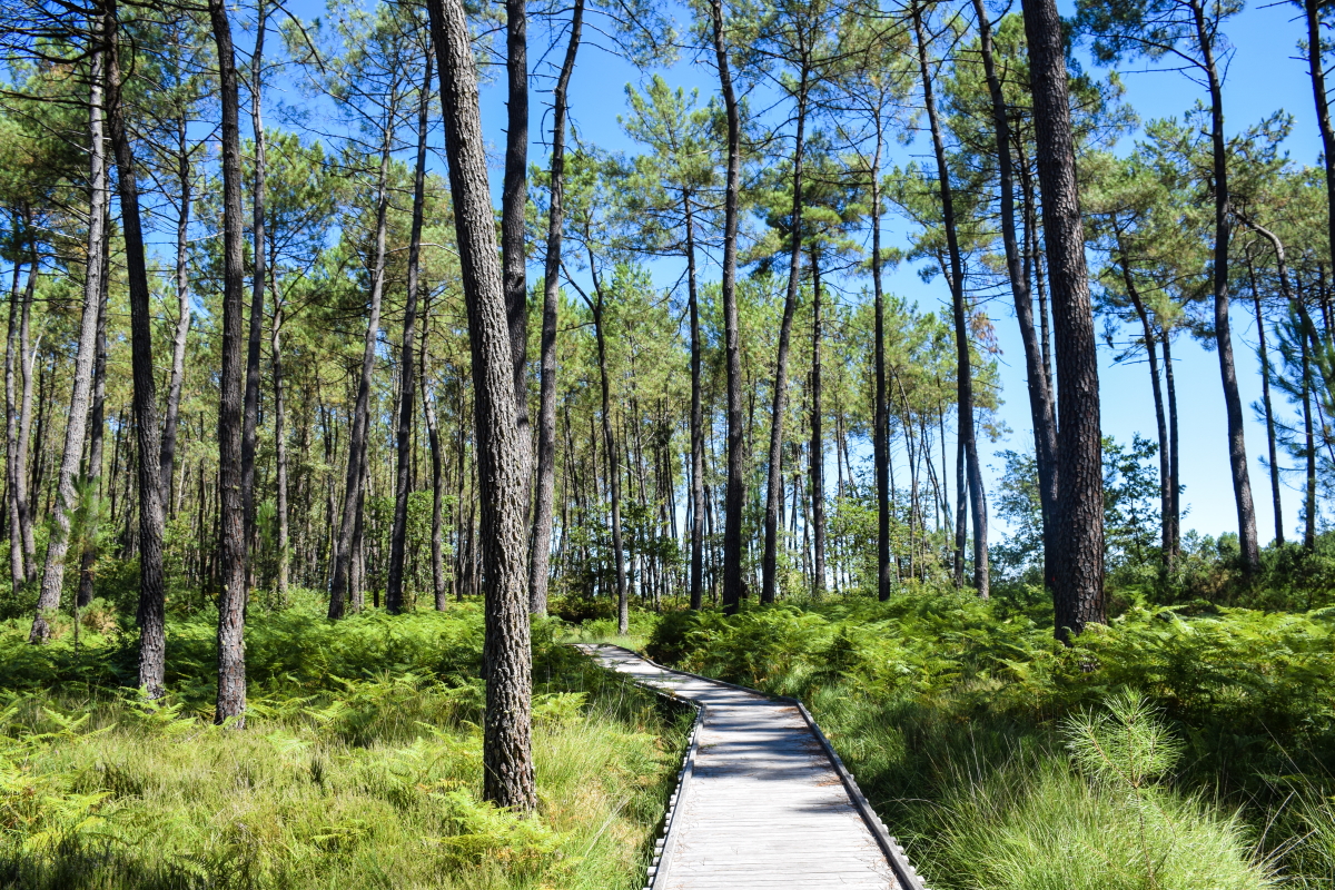 Sentier des Tourbières de l'Estanque Mées Nouvelle-Aquitaine