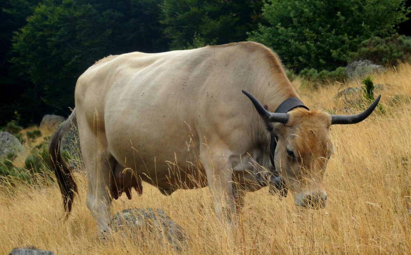 Le Viala Racoules Pont de Montvert Sud Mont Lozère Occitanie