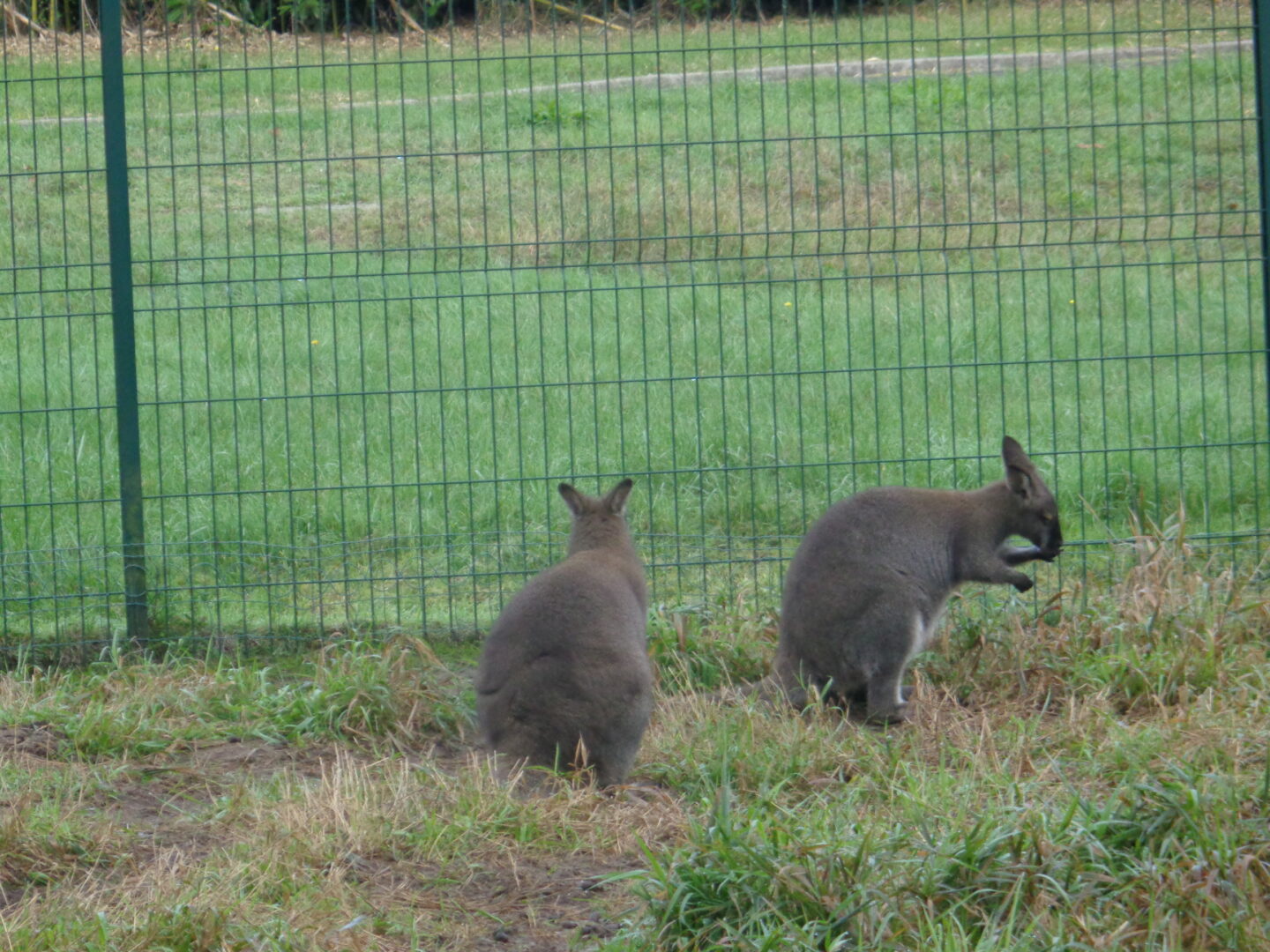 Balade à roulettes Le parc Canivenc ou Moulineau Gradignan Nouvelle-Aquitaine