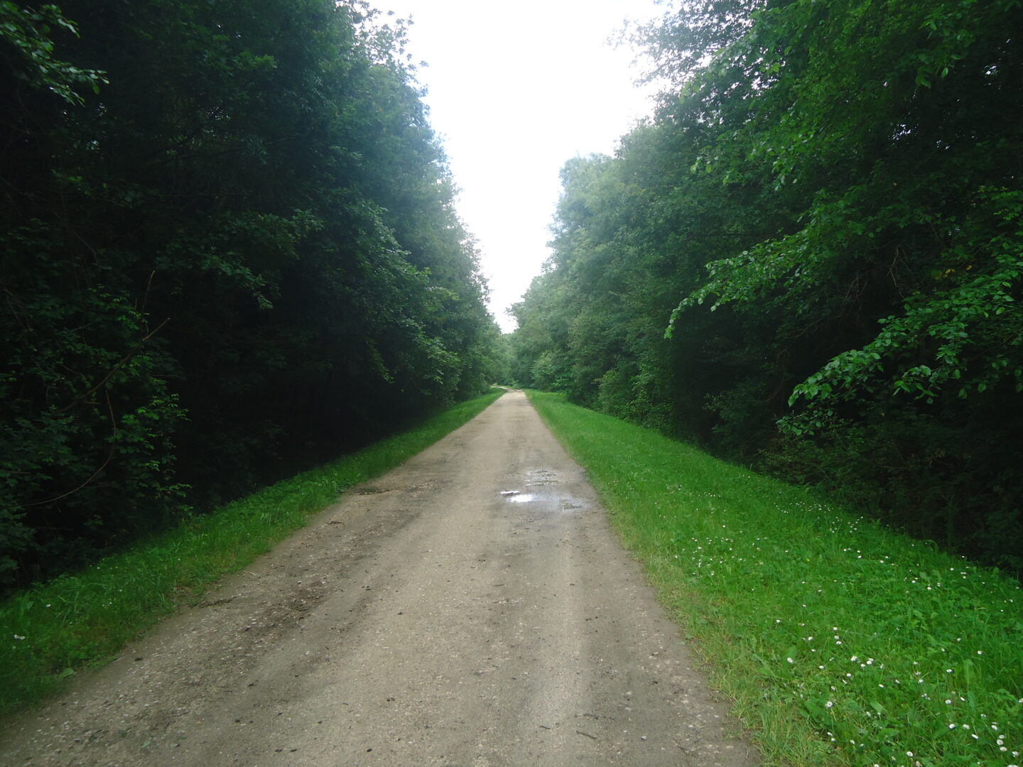 Balade à roulettes Le marais d'Arcins Arcins Nouvelle-Aquitaine