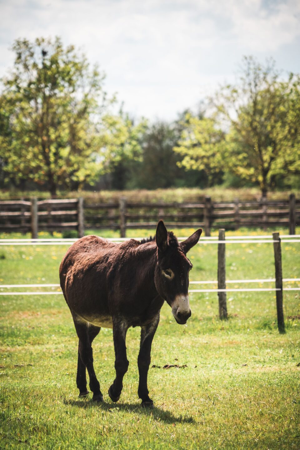 Le tour du Pôle du Cheval et de l'Âne La Celle-Condé Centre-Val de Loire