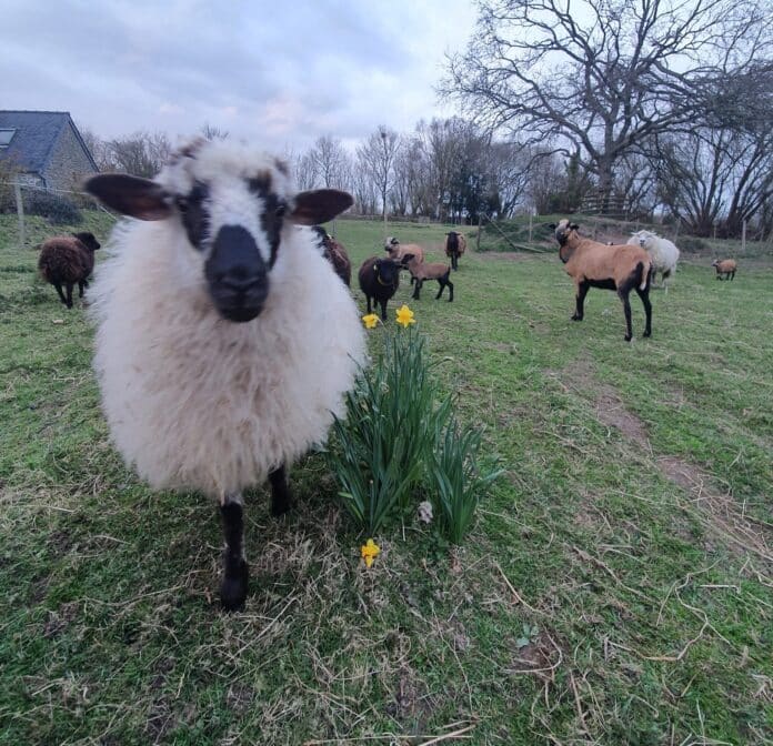 éco pâturage (1) éco pâturage