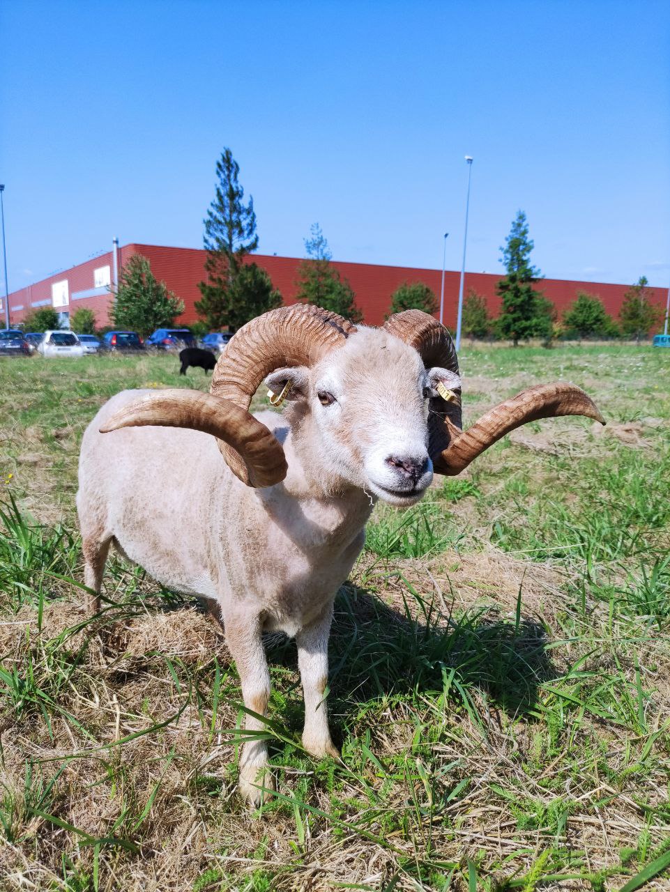 berger dans la ville