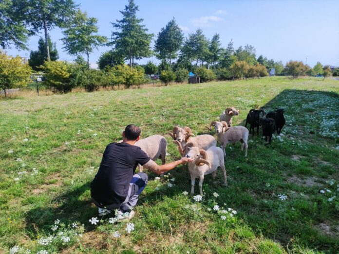 berger dans la ville