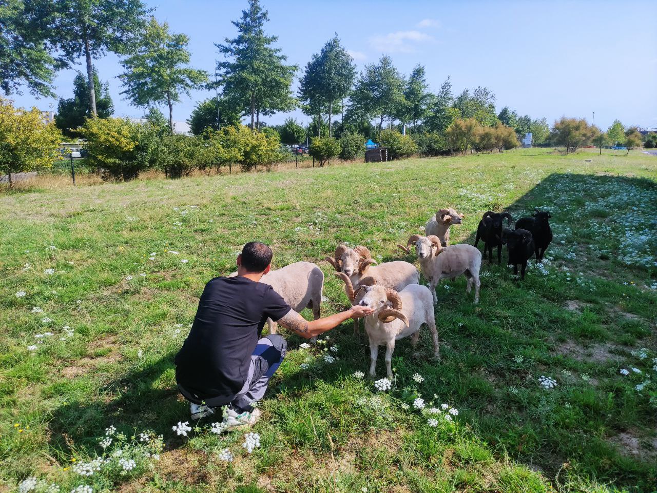 berger dans la ville