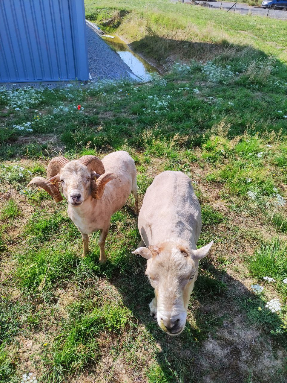 berger dans la ville