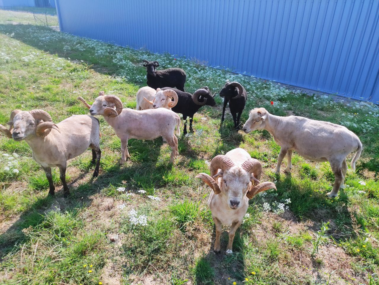 berger dans la ville