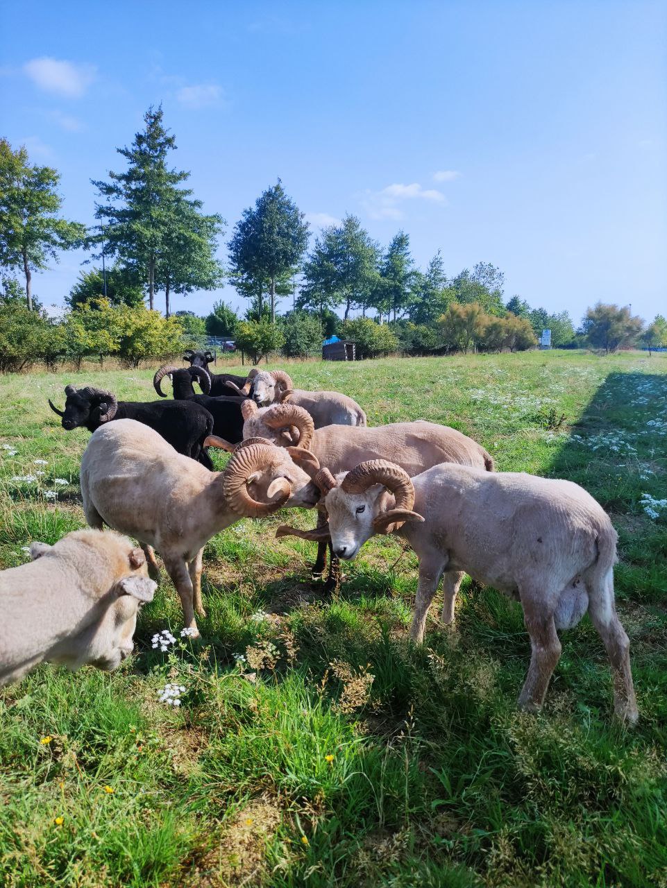 berger dans la ville