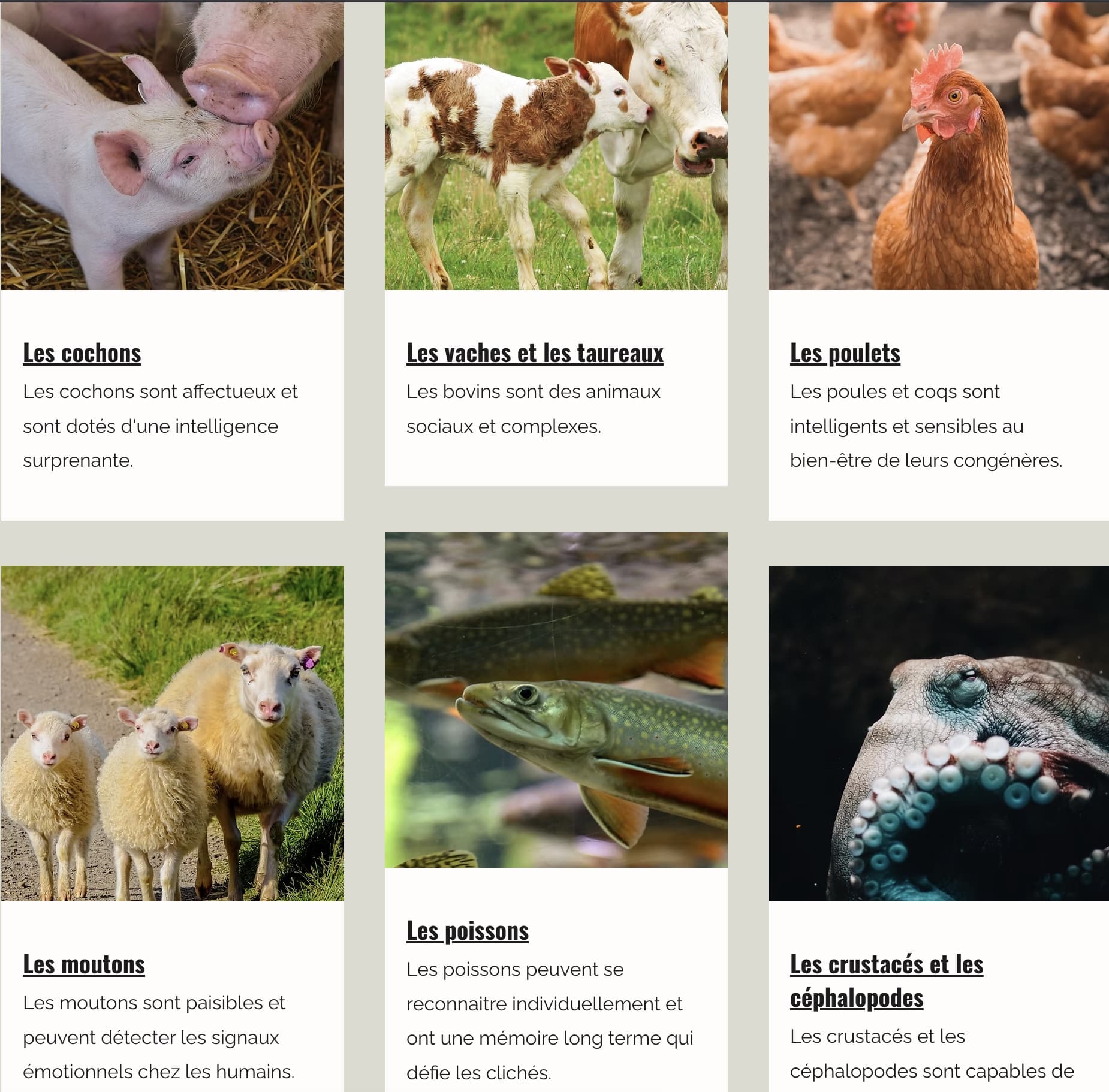 ferme bernier viande