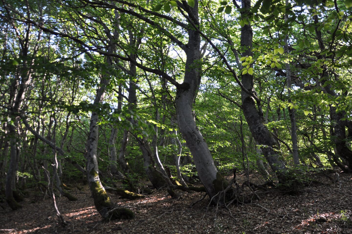 LA FORET DE MERCOIRE Cheylard-l'Évêque Occitanie
