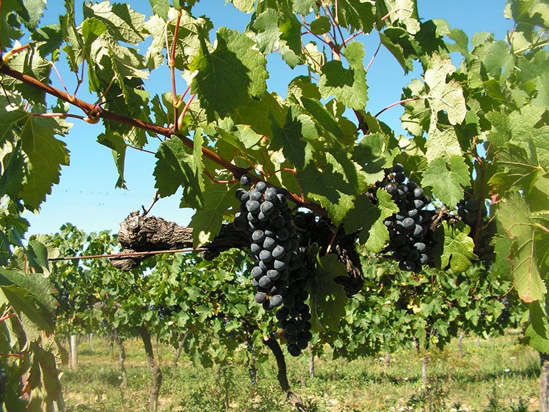Boucle du Trésorier Ginestet Ginestet Nouvelle-Aquitaine