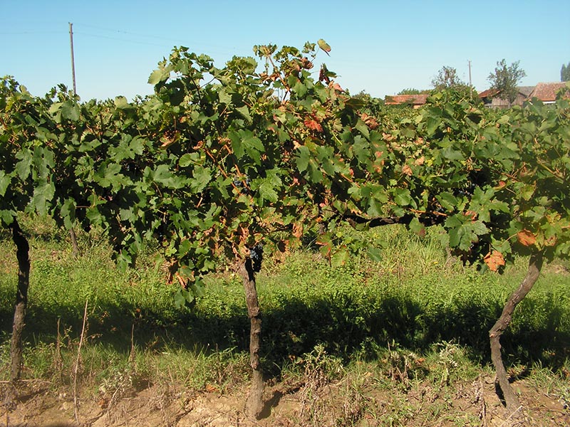 Vélo-Route de Ginestet Ginestet Nouvelle-Aquitaine