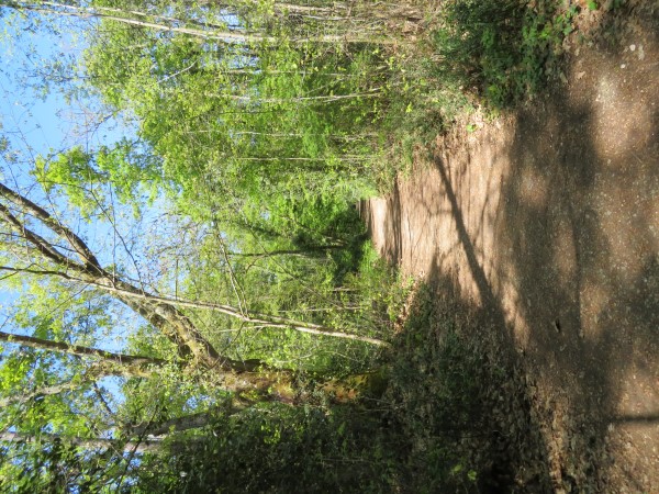 Balade à roulettes La forêt du Taillan 1 Le Taillan-Médoc Nouvelle-Aquitaine
