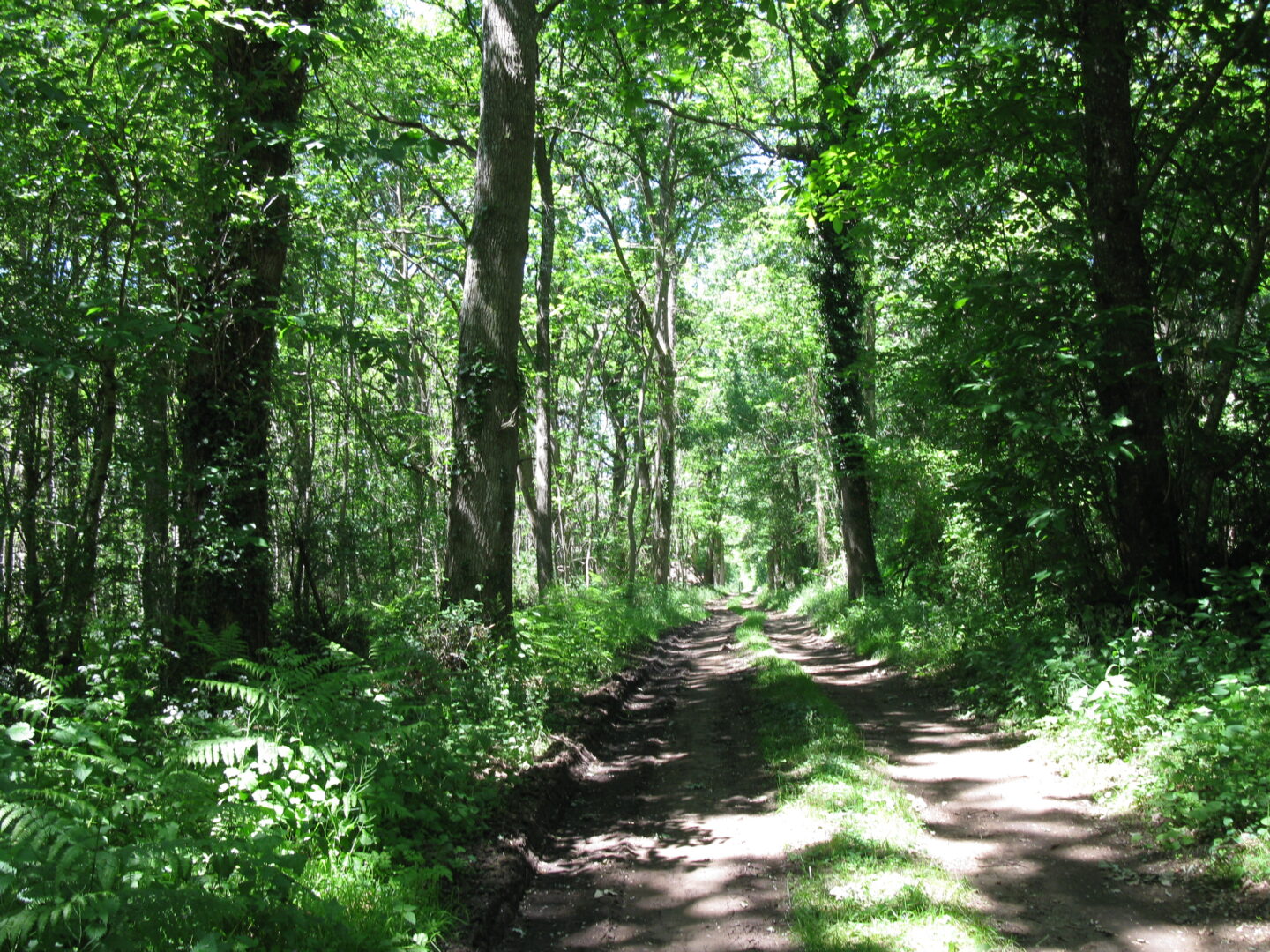 Le Sentier du Pigeonnier Circuit n°49 Sérigny Nouvelle-Aquitaine