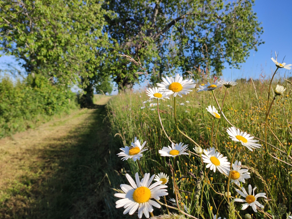 GRP®Monts et Barrages en Limousin Boucle Entre Combade et Briance Etape 3 De Saint-Méard à Châteauneuf-la-Forêt Châteauneuf-la-Forêt Nouvelle-Aquitaine