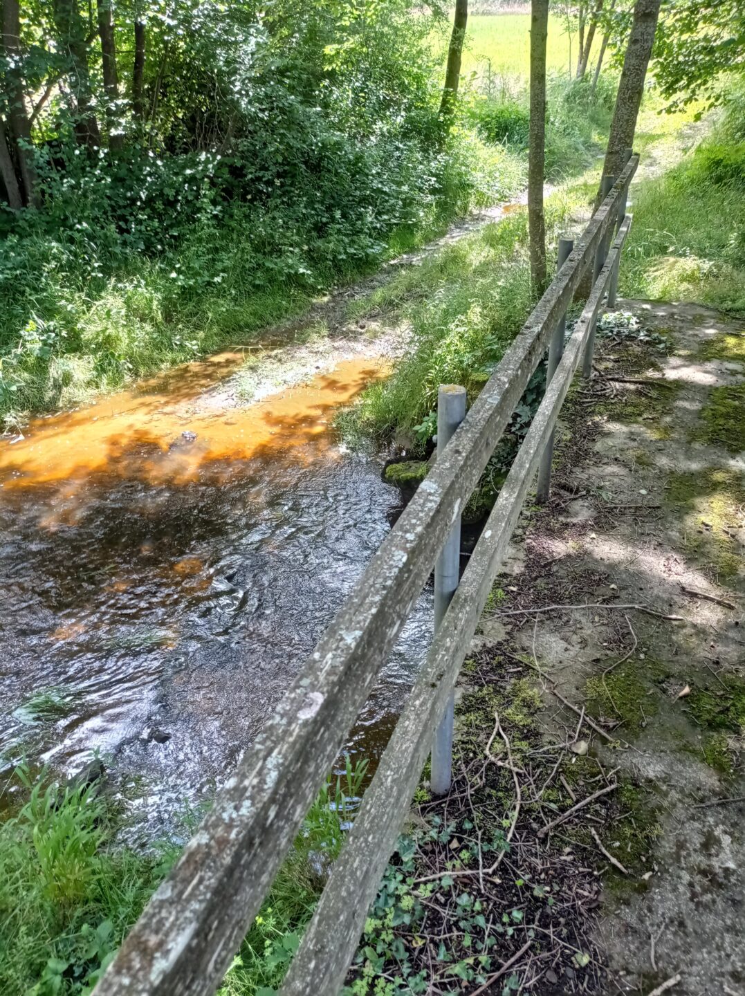 Le pâtural fleuri Lépaud Nouvelle-Aquitaine