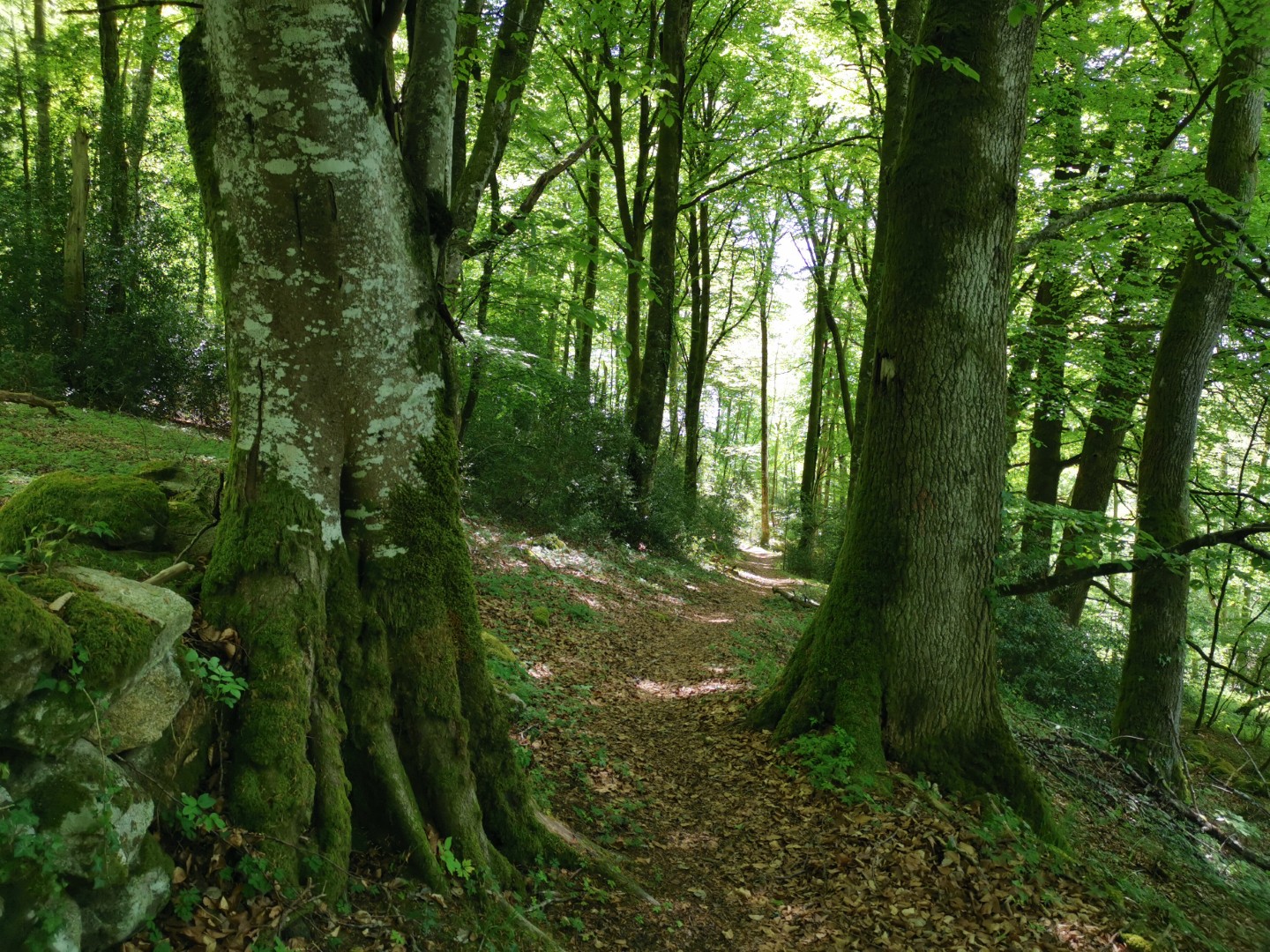 Circuit Pédestre N°30 CC "Balade près des sources de la Gartempe" Lépinas Nouvelle-Aquitaine