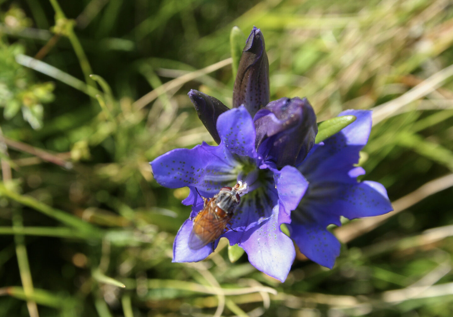 Le Mazelet VTT n°1 La Canourgue Occitanie Le Mazelet VTT n°1 La Canourgue Occitanie
