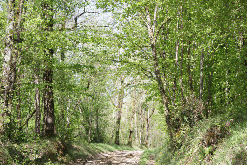 Boucle du Bois Barré Singleyrac Singleyrac Nouvelle-Aquitaine Boucle du Bois Barré Singleyrac Singleyrac Nouvelle-Aquitaine