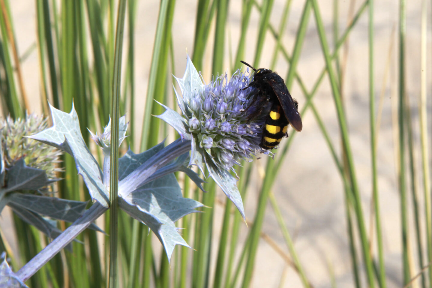 Le sentier dunaire de Soulac-sur-Mer Soulac-sur-Mer Nouvelle-Aquitaine Le sentier dunaire de Soulac-sur-Mer Soulac-sur-Mer Nouvelle-Aquitaine