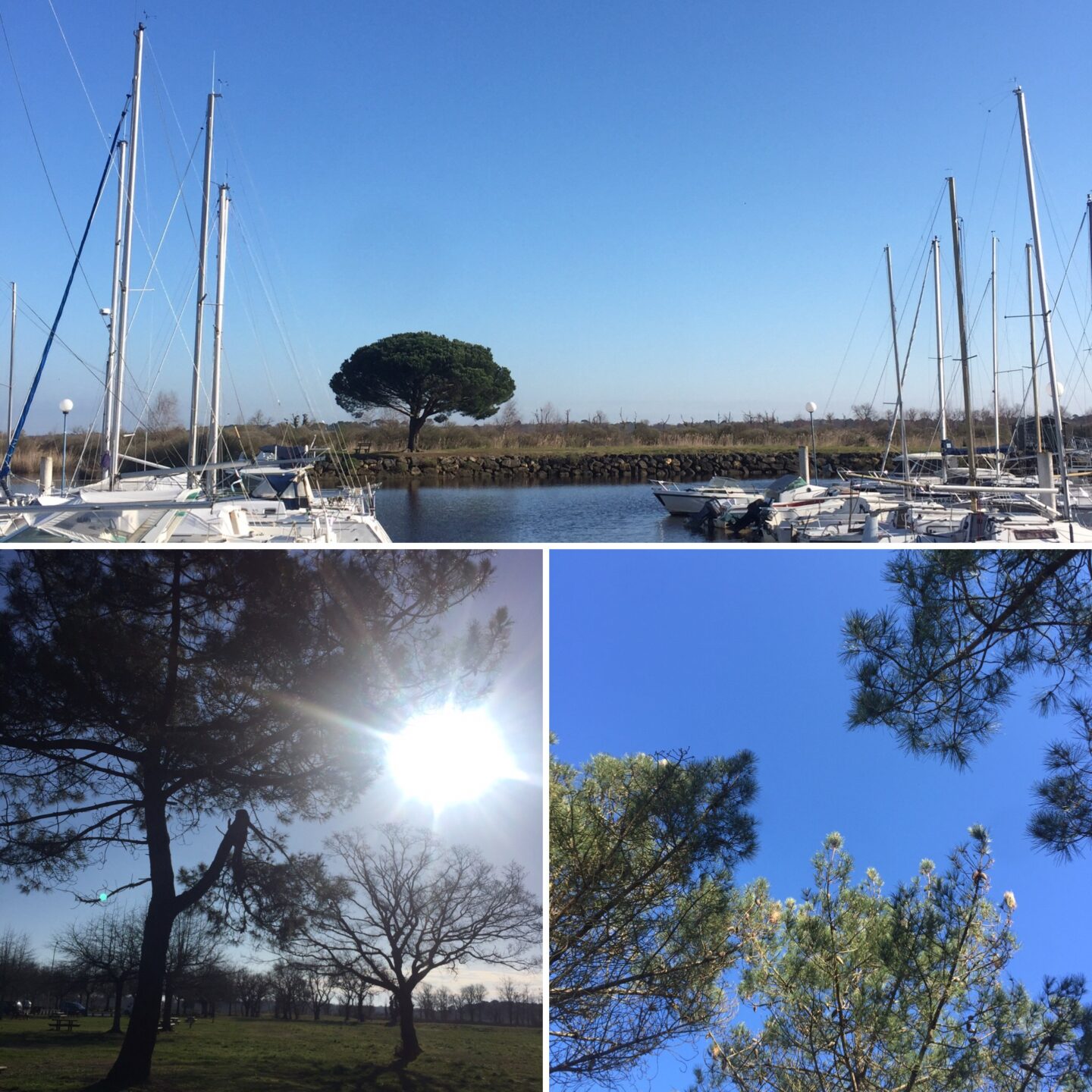 Sur les pistes de Robin Un petit écrin de nature (version FALC) Le Teich Nouvelle-Aquitaine Sur les pistes de Robin Un petit écrin de nature (version FALC) Le Teich Nouvelle-Aquitaine
