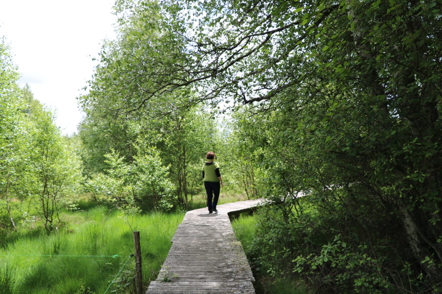 Chemin de découverte de la tourbière de Négarioux-Malsagne 6 km Peyrelevade Nouvelle-Aquitaine