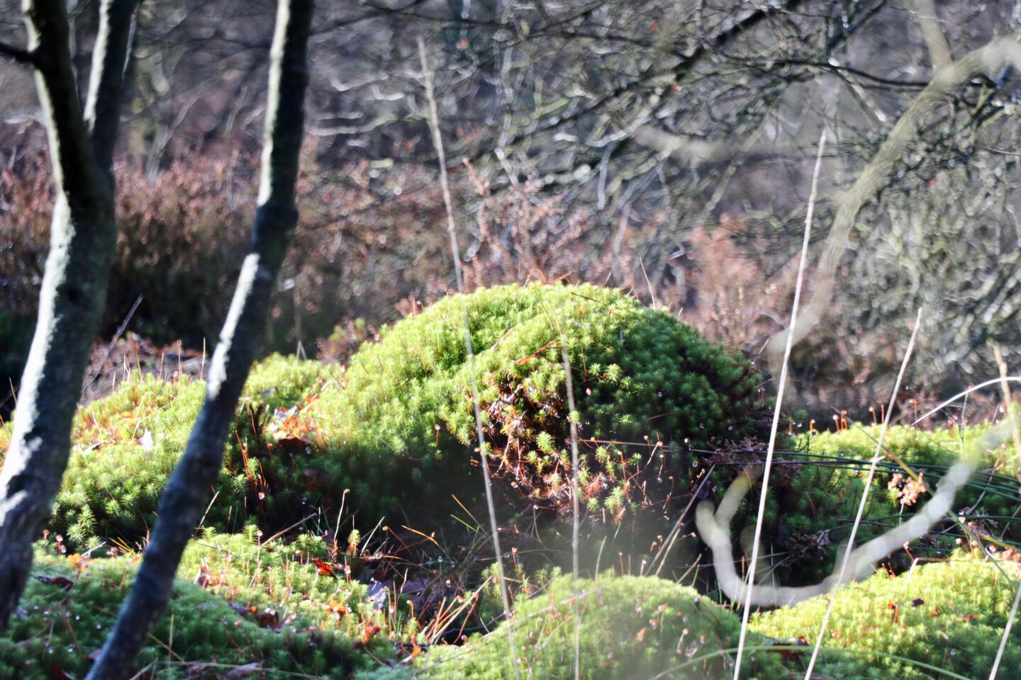VTT 7 bleu Chamborand Chamborand Nouvelle-Aquitaine