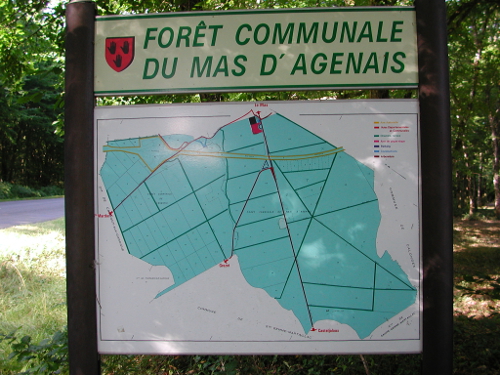 Les princes des sous-bois en forêt du Mas Le Mas-d'Agenais Nouvelle-Aquitaine